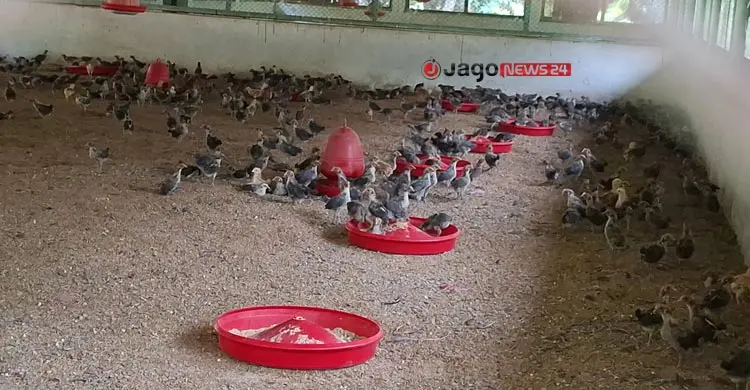 ৪ জনের লড়াইয়ে টিকে আছে রাজবাড়ীর সরকারি মুরগি খামার