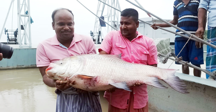 এক কাতল বিক্রি হলো সাড়ে ২৭ হাজার টাকায়