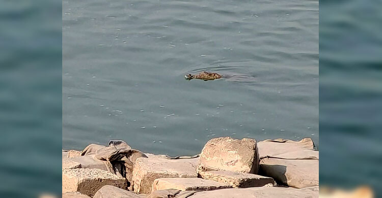 পদ্মায় দেখা মিললো কু‌মিরের, আতঙ্কে স্থানীয়রা