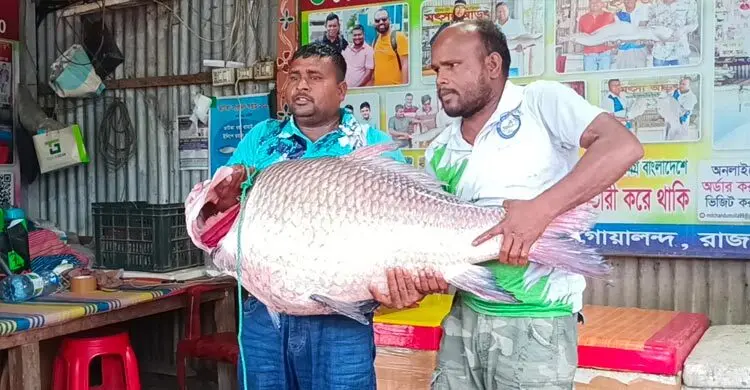 পদ্মায় এক কাতল বিক্রি হলো ৬৮ হাজারে