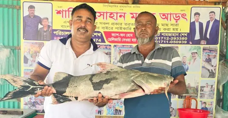 দৌলতদিয়ায় এক বাঘাইড় মাছ বিক্রি হলো ৩৮ হাজারে