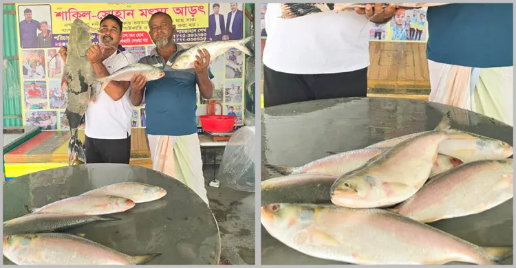 পদ্মায় ধরা পড়া ৬ ইলিশ ৪৭ হাজার টাকায় বিক্রি