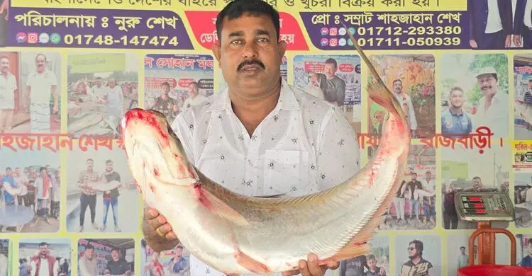 দৌলতদিয়ায় এক ঢাই মাছ ৫৮ হাজার টাকায় বিক্রি
