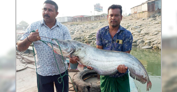 পদ্মায় ধরা পড়লো ১৯ কেজির বোয়াল, ৪৫ হাজারে বিক্রি