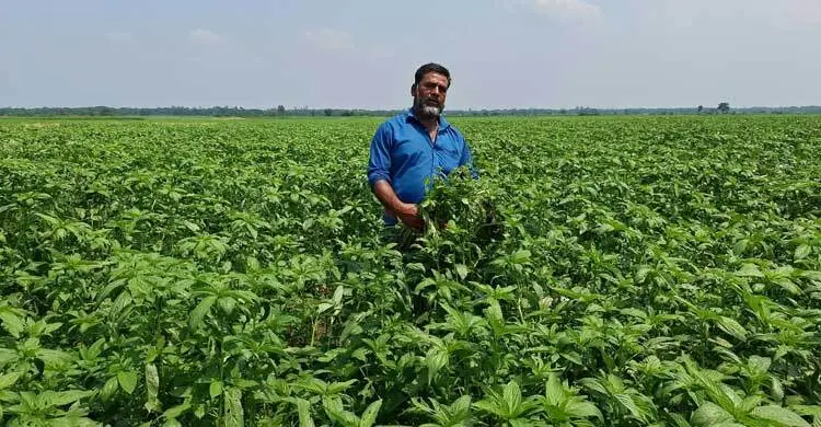 আগাছানাশক বিষ প্রয়োগ করে ৩২ কৃষকের পাটক্ষেত নষ্টের অভিযোগ