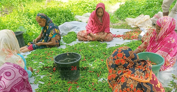 সেঞ্চুরি ছাড়িয়েছে কাঁচা মরিচ, সবজির দামও বাড়তি