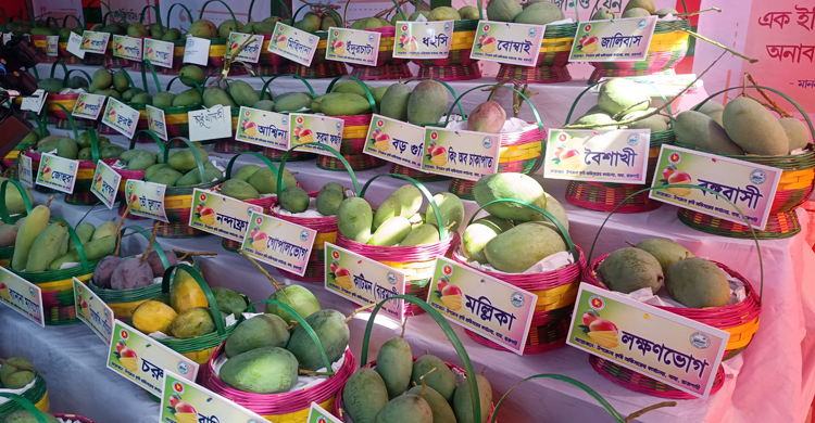 বাঘায় ১০০ প্রজাতির আমের প্রদর্শন