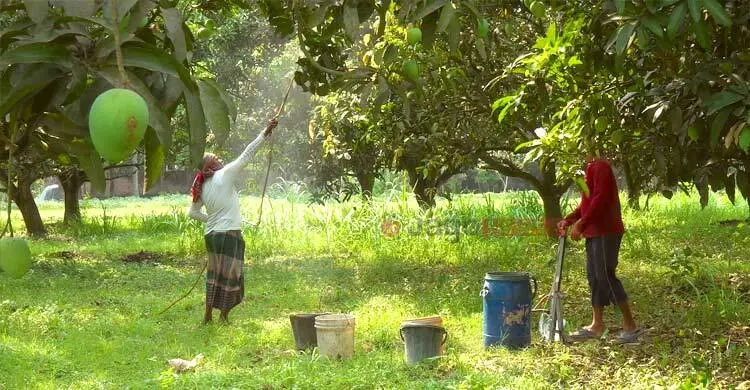 আমের মুকুলে আশা, ফলনে হতাশ চাষিরা