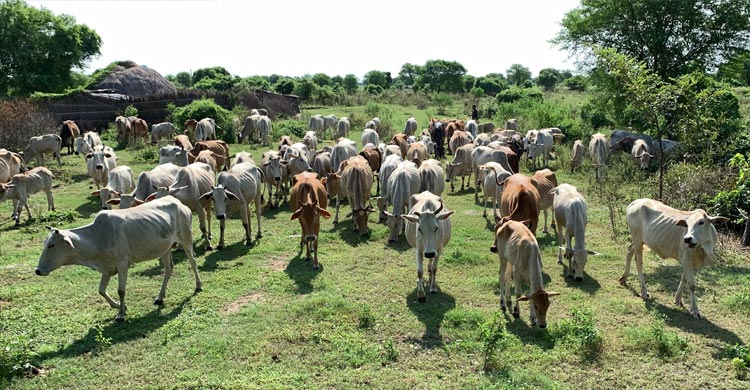 ‘চিকন’ তকমায় দাম হারায় চরের গরু