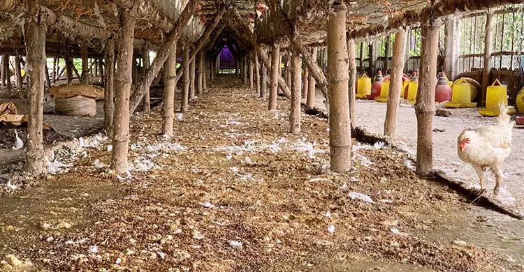 এক খামারের দুর্গন্ধে নাজেহাল পুরো গ্রামের মানুষ
