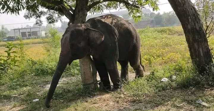 রাজশাহীতে হাতির আক্রমণে যুবক নিহত