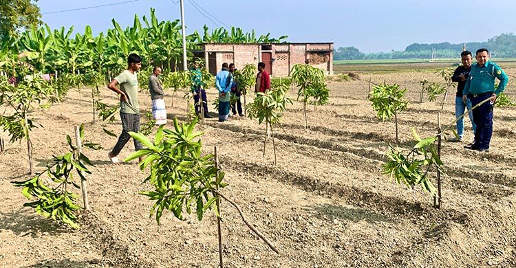 রাজশাহীতে রাতের আঁধারে কেটে ফেলা হলো ১১৭ আমগাছ
