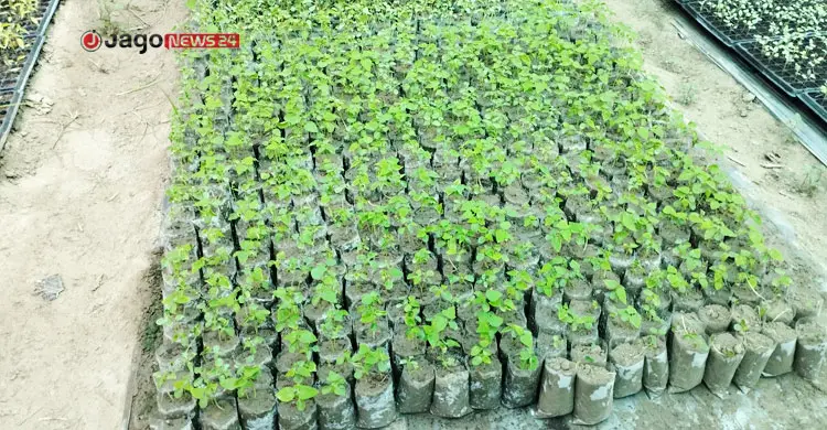 ট্রেতে বাড়ছে চাষের চারা, পলিনেট হাউসে বদলাচ্ছে রাজশাহীর কৃষি