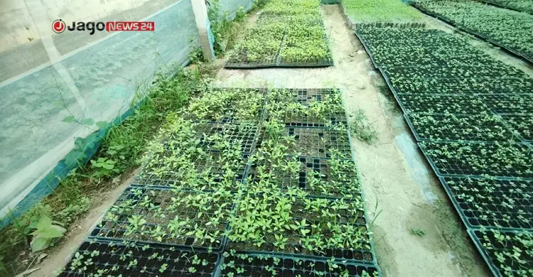 ট্রেতে বাড়ছে চাষের চারা, পলিনেট হাউসে বদলাচ্ছে রাজশাহীর কৃষি
