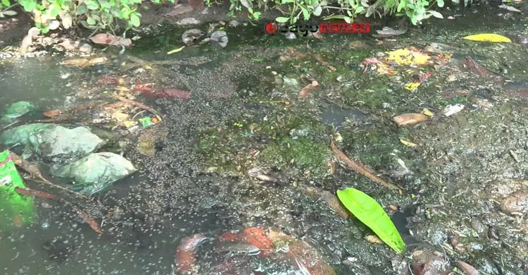 ডব্লিউএইচওর ঝুঁকিসীমা ছাড়িয়েছে রাজশাহীর এডিস সূচক, বাড়ছে ডেঙ্গু আতঙ্ক
