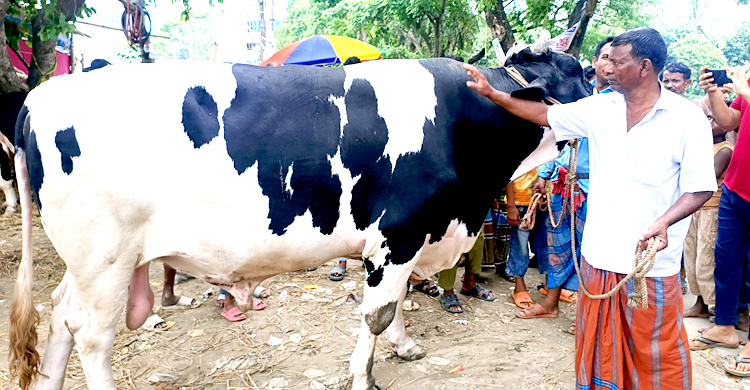 ৩০ মণের ‘হিরো আলম’ বিক্রি হবে ২৫ লাখে