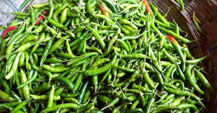 রংপুরে বেড়েছে কাঁচা মরিচের দাম