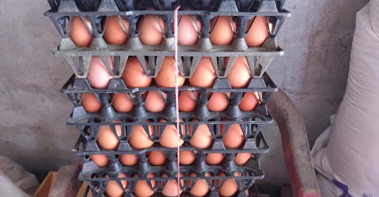 রংপুরে কমেছে ডিমের দাম