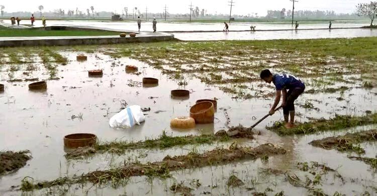 মন্দা দামের মাঝে বৃষ্টি আঘাত, দিশাহারা আলুচাষিরা