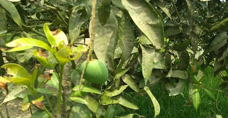 জুনে আসছে হাঁড়িভাঙ্গা আম, ২০০ কোটি টাকারও বেশি বাণিজ্যের হাতছানি
