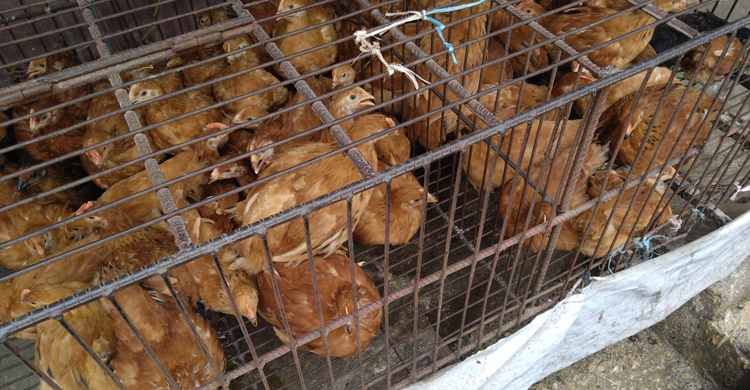 রংপুরে পেঁয়াজের কেজি ১২০ টাকা, কাঁচামরিচ ১১০