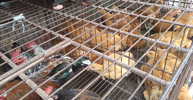 রংপুরে বেড়েছে ডিম-কাঁচামরিচের দাম