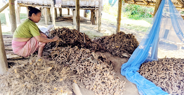 হলুদের দামে হতাশার ছাপ