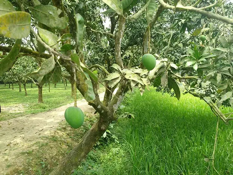 দেশের কোথায় কবে পাড়া হবে কোন জাতের আম?