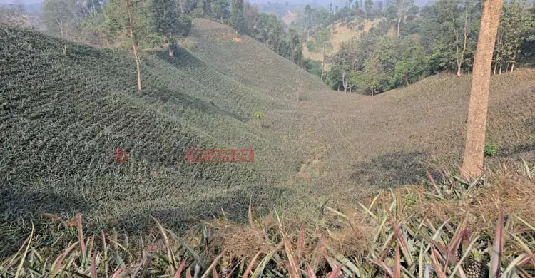পাহাড়ের ঢালে আনারসের রাজত্ব