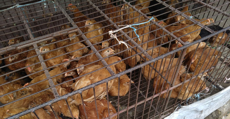 রংপুরে দুদিনে অর্ধেকে নেমেছে কাঁচামরিচের দাম