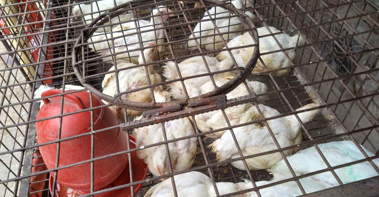 রংপুরে বেড়েছ সবজির দাম