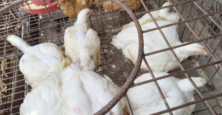 রংপুরে দাম বেড়েছে ডিম-সবজির