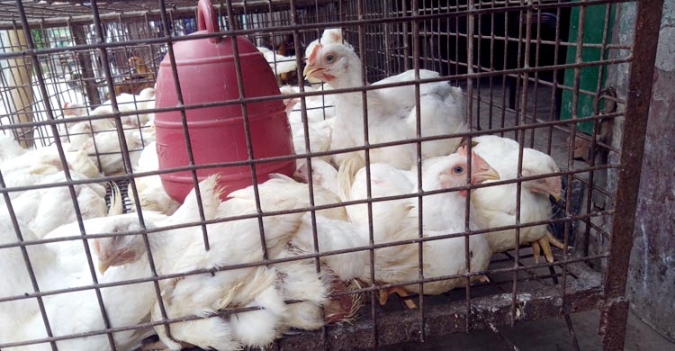 রংপুরে সবজির দাম কমলেও বেড়েছে শাকের