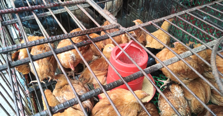 রংপুরে বেড়েছে ডিমের দাম