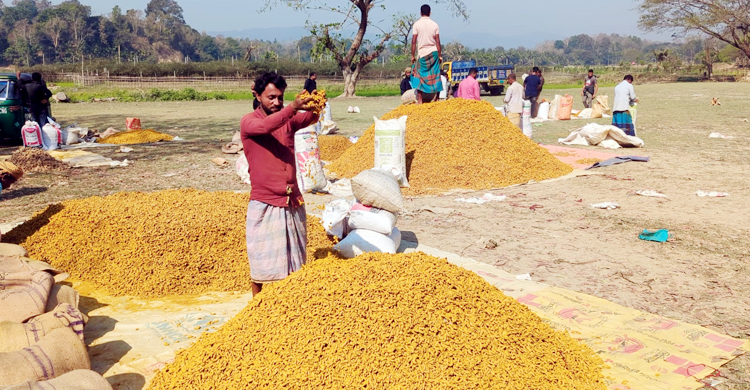 হলুদের দামে হতাশার ছাপ