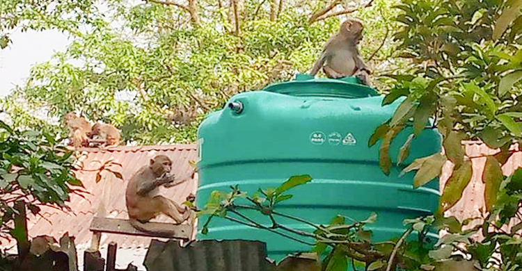 খাবারের খোঁজে লোকালয়ে বন্যপ্রাণী, অতিষ্ঠ এলাকাবাসী