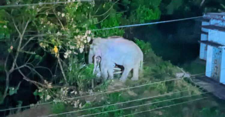 কাপ্তাইয়ে বন্য হাতির আতঙ্ক