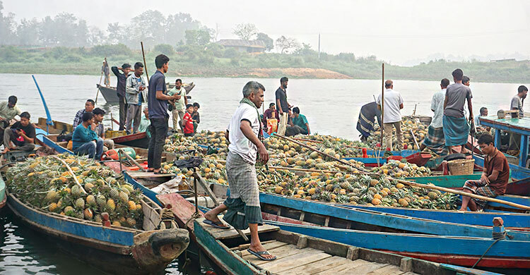 রাঙ্গামাটিতে পাইকারি হাটে অর্ধেকে নামলো আনারসের দাম