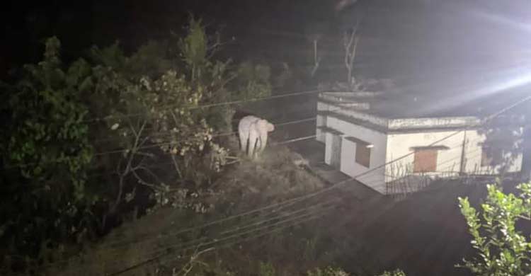 কাপ্তাইয়ে বন্য হাতির আতঙ্ক