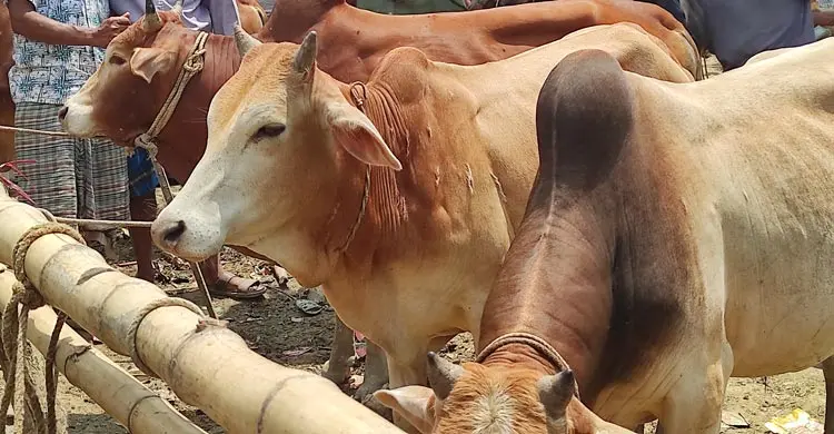 রাঙ্গামাটির মাইনীমুখ হাটে পাহাড়ের কোলে বেড়ে ওঠা দেশি গরুর ভিড়