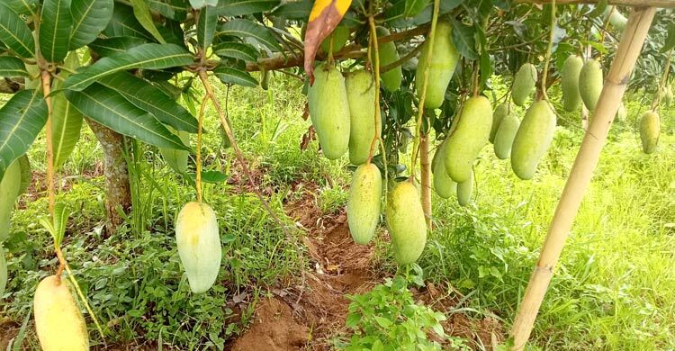 পাহাড়ে আমের ছড়াছড়ি: দাম কমায় ক্রেতা খুশি, লোকসানে চাষি