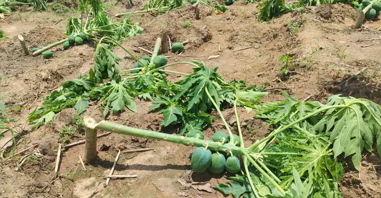 রাতের আঁধারে কেটে ফেলা হলো ৮০০ ফলন্ত পেঁপে গাছ