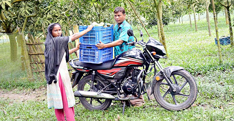 হাঁড়িভাঙ্গা আম ঘিরে জমজমাট পদাগঞ্জ হাট