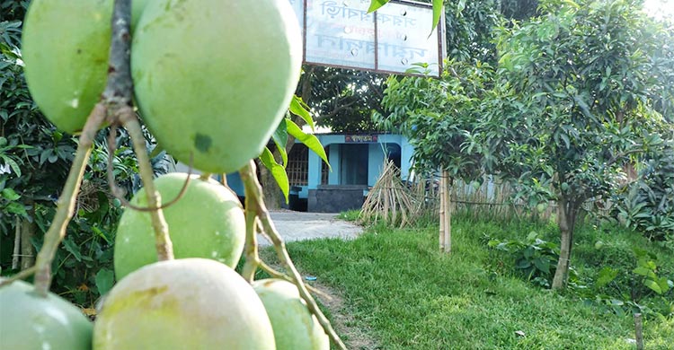 হাঁড়িভাঙ্গা আম ঘিরে জমজমাট পদাগঞ্জ হাট