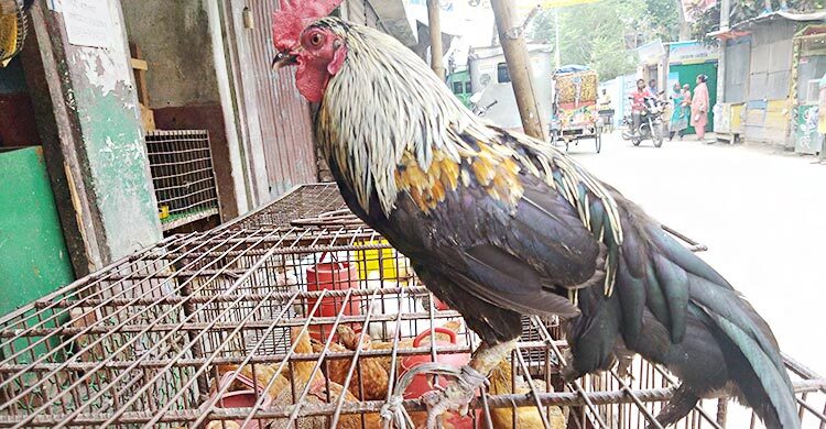 রংপুরের বাজার দর: ব্রয়লারে স্বস্তি, সবজিতে ওঠানামা