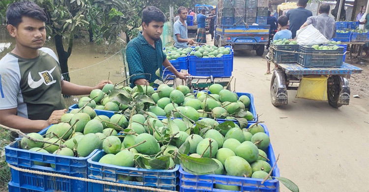 হাঁড়িভাঙ্গা আম ঘিরে জমজমাট পদাগঞ্জ হাট