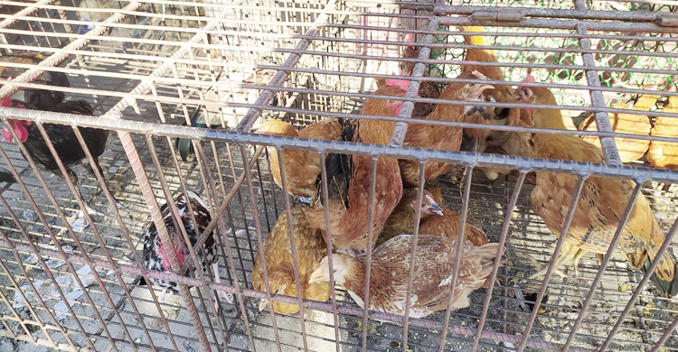 কমার সম্ভাবনা নেই মুরগির দাম, অপরিবর্তিত চাল-ডাল-পেঁয়াজ