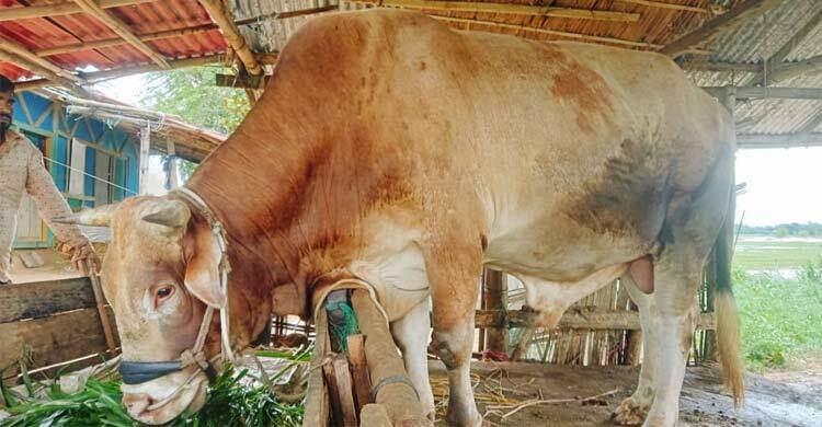 ২৫ মণের ‘রাজা’ বিক্রি হবে ১০ লাখে