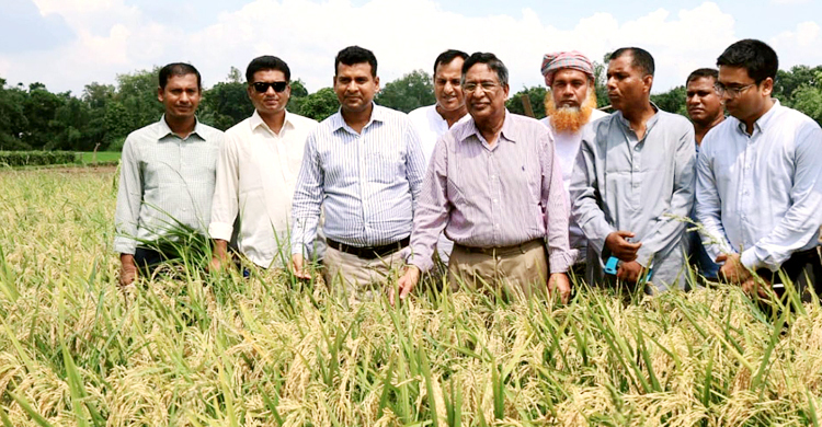 ব্রি ৯৮ খাদ্য নিরাপত্তায় বিরাট ভূমিকা রাখবে: কৃষিমন্ত্রী