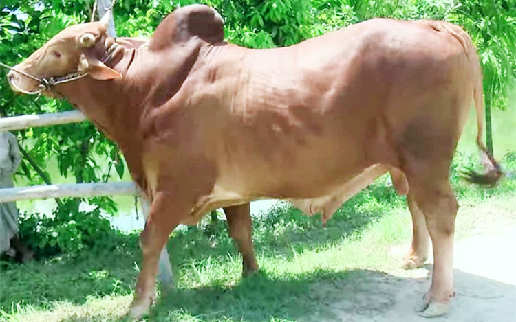 কোরবানির জন্য জেলা ভেদে গরুর জাতভিত্তিক খ্যাতি ও বৈচিত্র্য